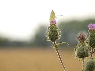 Sulfur Moth perched on pink flower bud HD wallpaper