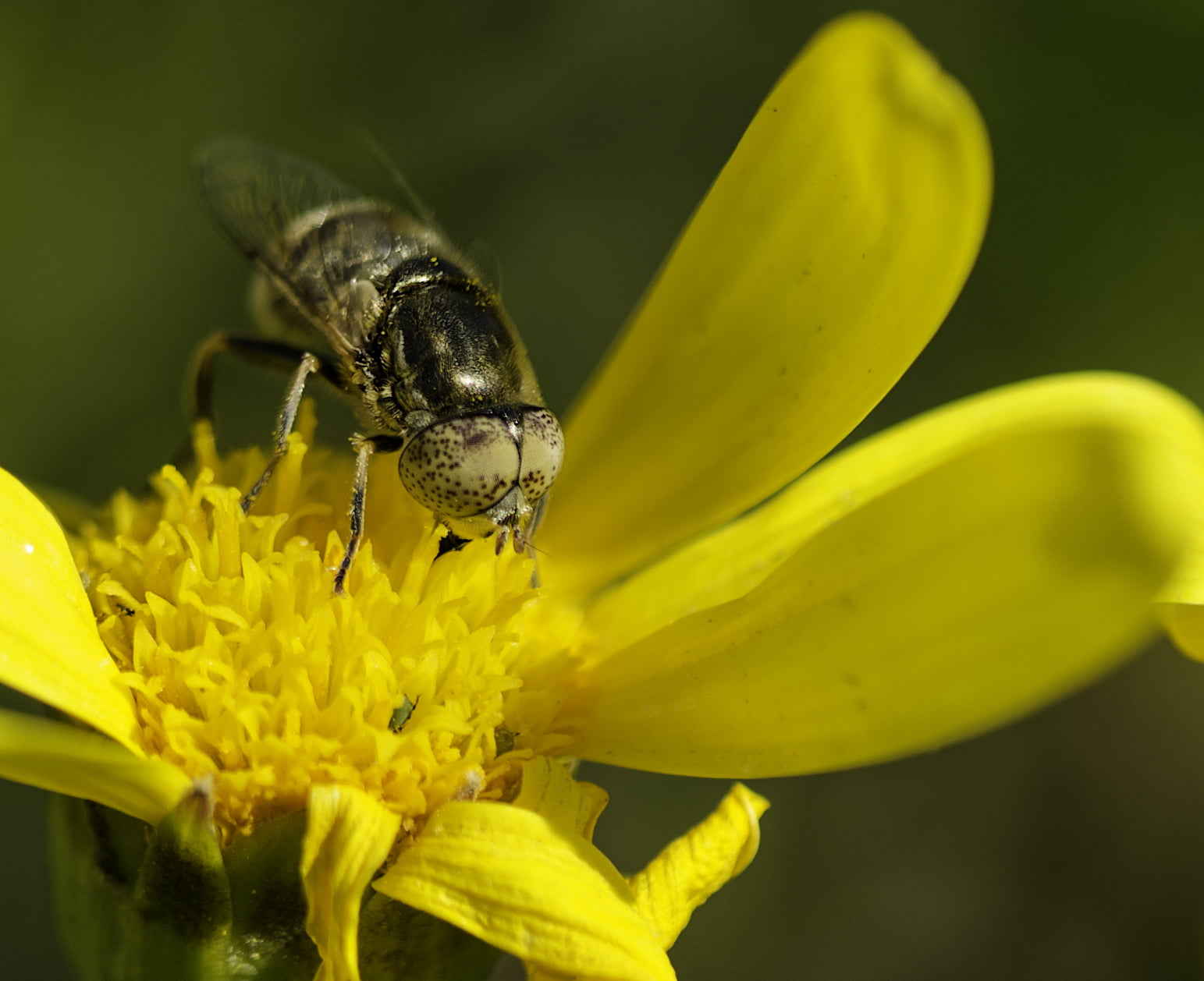 bumblebee of a yellow flower pollen, mosca, las flores