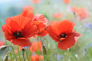 orange and green flower