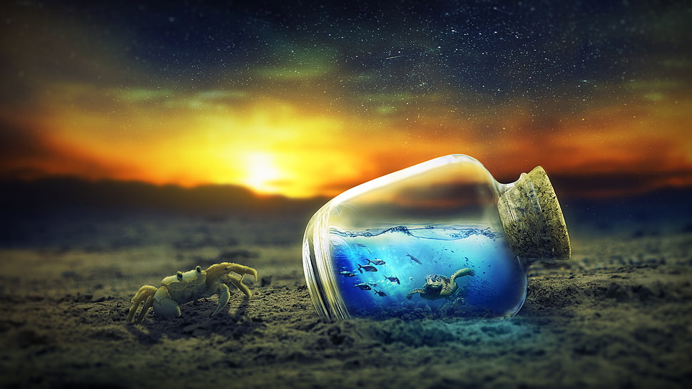 gray crab and impossible bottle HD wallpaper