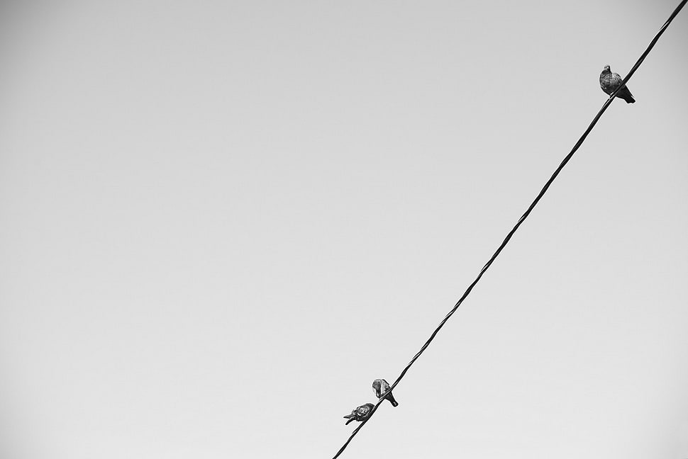 three birds perch on cable HD wallpaper