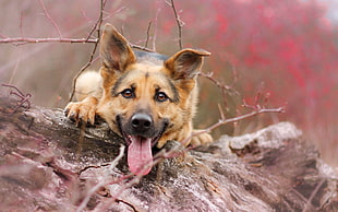 tan and white short-coated puppy, dog, animals, tongues, German Shepherd