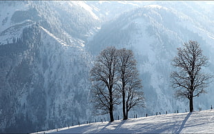 leafless tree on hill with snow-capped mountain behind during daytime