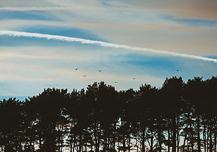 green leaf trees, Trees, Sky, Evening