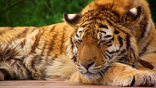 resting tiger