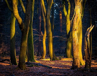 forest during golden hour, photography, nature, landscape, sunlight