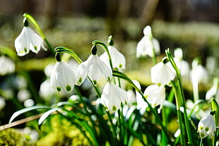 white petaled flowers facing ground during daytime