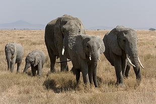 Five Elephants on grassland HD wallpaper