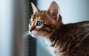 photography brown and black kitten