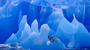 ice bergs, ice, glaciers, penguins, animals HD wallpaper