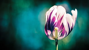 closeup photography of purple Tulip flower HD wallpaper