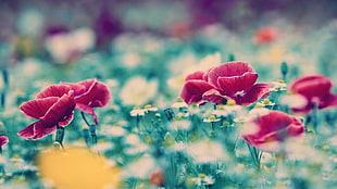 red petaled flower, flowers, poppies