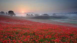 red petal flower field, nature