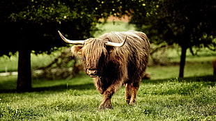 macro photography of bull