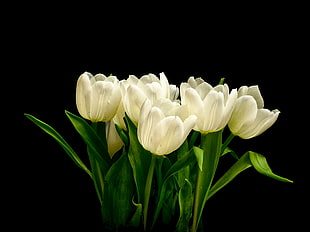 white Tulip flowers in bloom close-up photo HD wallpaper