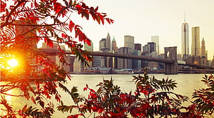 red leaves and Brooklyn Bridge HD wallpaper