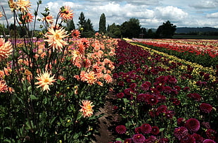 assorted color dahlia flower field at daytime HD wallpaper