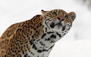 leopard in snow field HD wallpaper