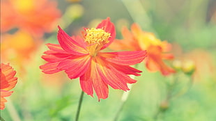 red petaled flower, flowers