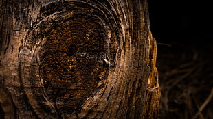 brown wood trunk, wood, knag, wood planks, barn HD wallpaper