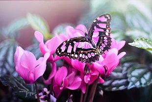 photography of pink and black butterfly on pink petal flower HD wallpaper