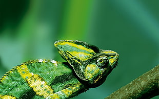 selective focus photography of Chameleon on tree trunk HD wallpaper