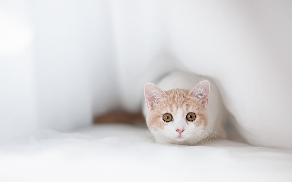 white cat beside bed during daytime HD wallpaper