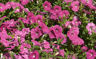 pink flower lot during daytime HD wallpaper