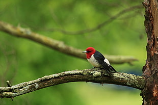 red, black, and gray bird perched on tree branch during daytime, red-headed woodpecker HD wallpaper