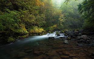 green forest near water, nature, trees