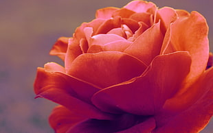 shallow focus photography of pink flower