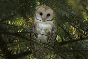 Barn Owl, animals, forest, owl, birds HD wallpaper