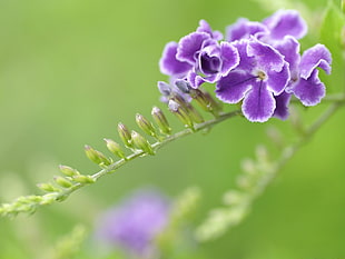 shallow focus photography of purple flowers