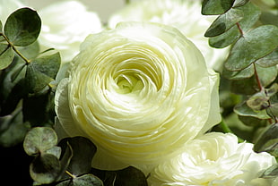 yellow Ranunculus flower closeup photography HD wallpaper
