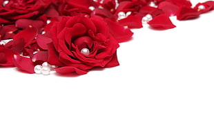 red artificial flowers HD wallpaper