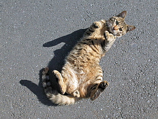 cat lying on floor HD wallpaper