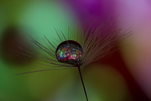 focus photography of water drawn on dandelion flowr