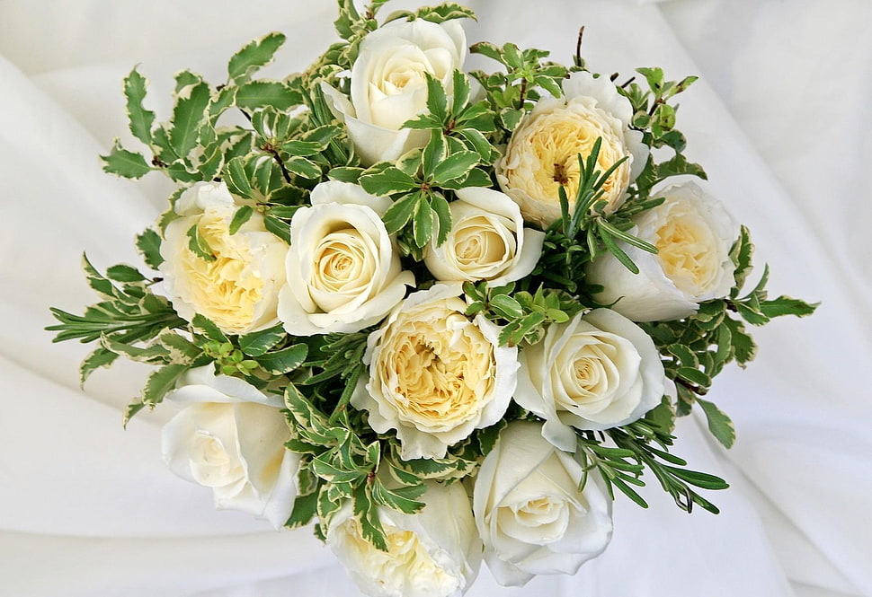 closeup photo of white Roses bouquet HD wallpaper