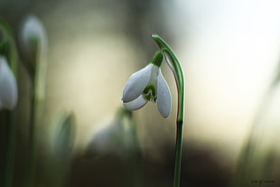 selective photography of white petaled flower