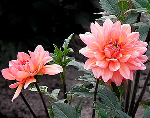 pink flowering plant