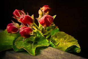 red and green rose and leafs HD wallpaper