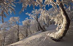 tree field with snow, nature, landscape, winter, forest