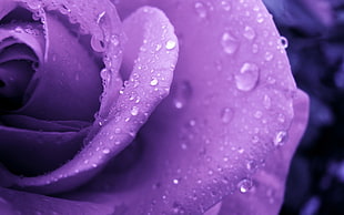 macro photo of purple Rose HD wallpaper