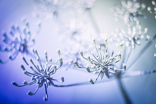 white flowers in tilt shift lens photography HD wallpaper