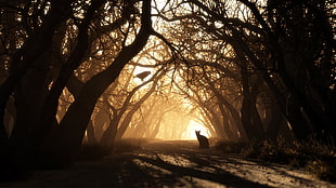 silhouette of cat, red eyes, artwork, trees, birds