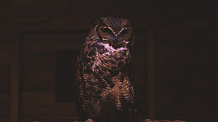 black owl, birds, owl HD wallpaper