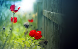 red petal flower