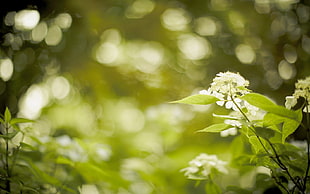 selective focus photography of white flower