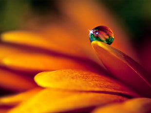 close up photo of dew drop on yellow petaled flower HD wallpaper