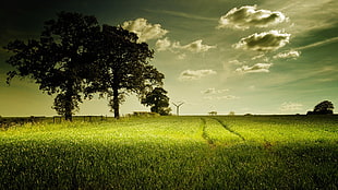 grass field, nature, trees, grass, landscape